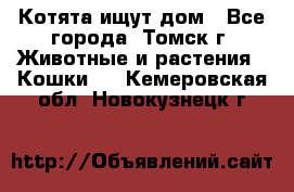 Котята ищут дом - Все города, Томск г. Животные и растения » Кошки   . Кемеровская обл.,Новокузнецк г.